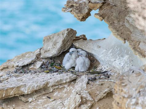 Peregrine Falcon Nesting: A Complete Guide | Birdfact