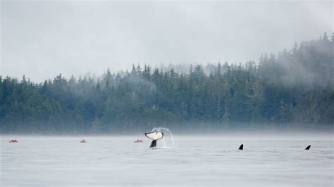 Orca Kayaking Tour - Vancouver Island | Sea Kayak Adventures