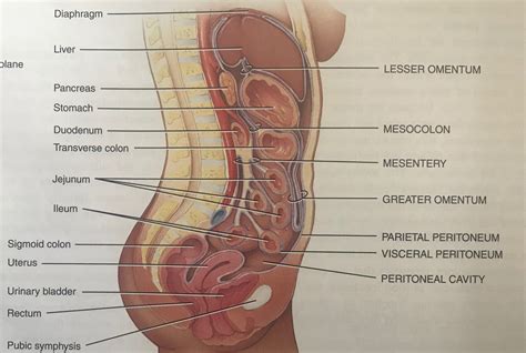 PERITONEUM | NURSING LECTURE