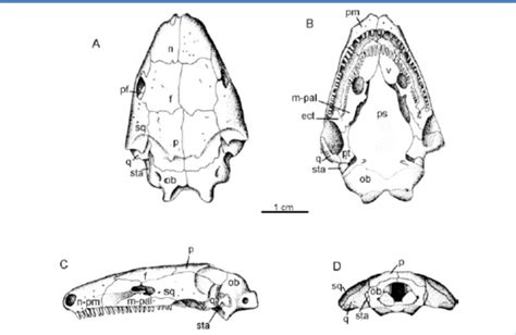 The caecilian skull. A, B, and C are dorsal, palatal and lateral views... | Download Scientific ...