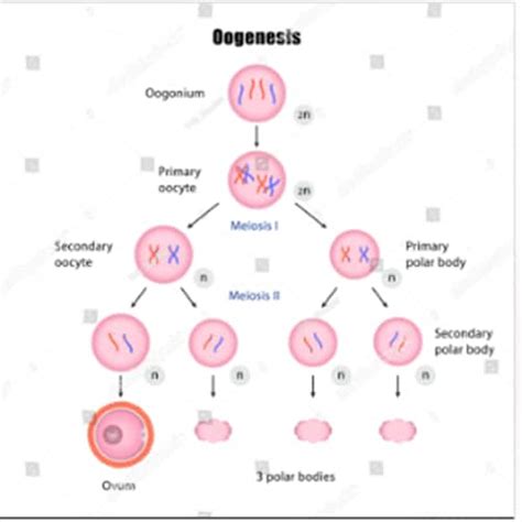 How Many Polar Bodies are Formed During Oogenesis in Humans?