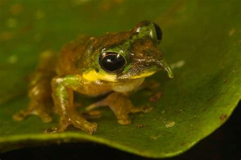 Amazing Frogs- Mating Rituals – The Frog Lady