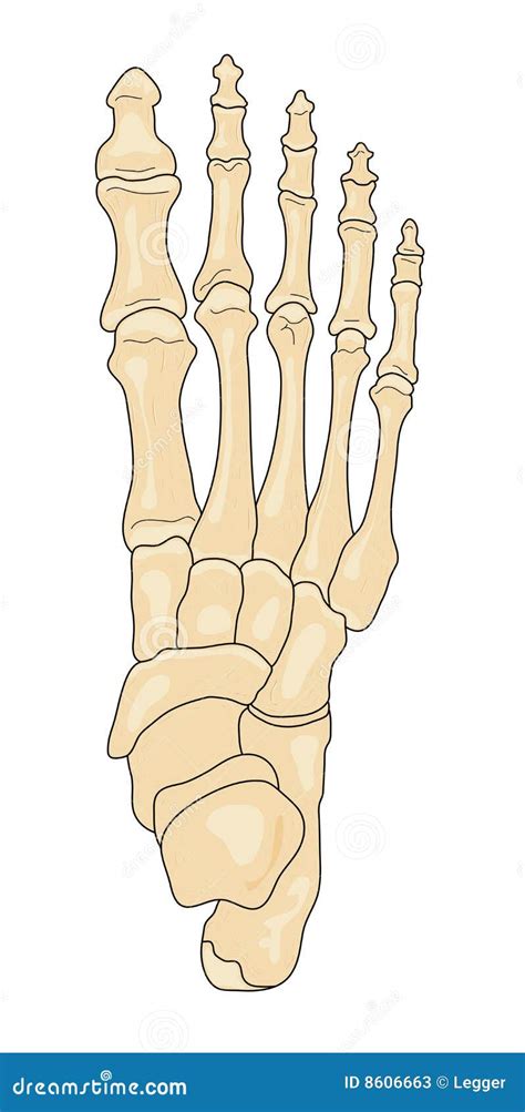 Diagram Of The Bones Of The Foot