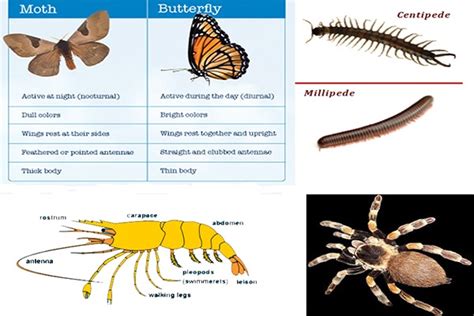 General Characteristics and Classification of Arthropoda