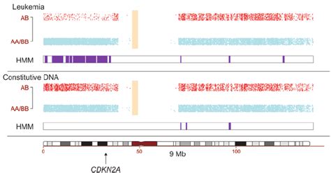 SNP array analysis shows LOH. A genome-wide SNP array was used to... | Download Scientific Diagram