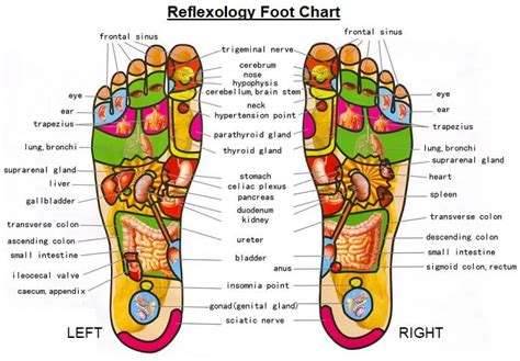 Reflexology Foot Chart (2022)