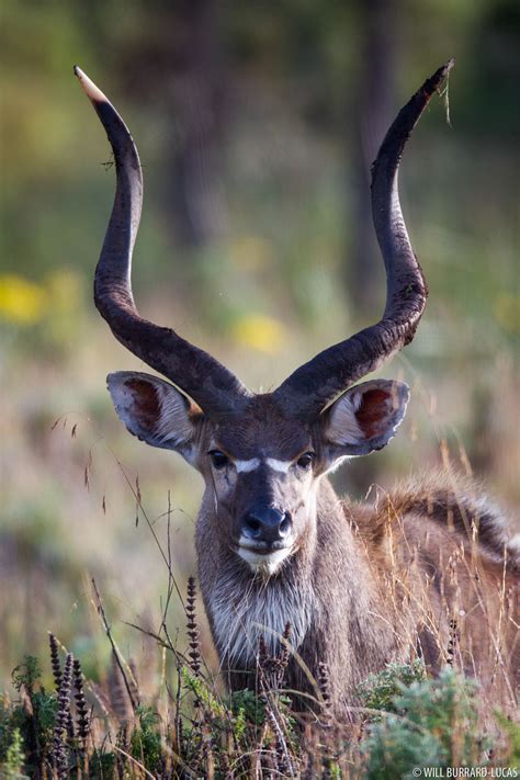 Male Mountain Nyala | Will Burrard-Lucas