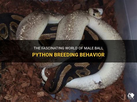 The Fascinating World Of Male Ball Python Breeding Behavior | PetShun