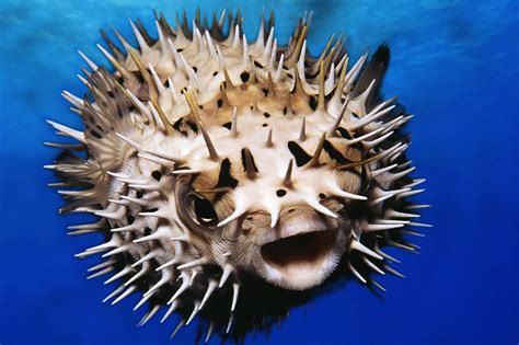 Spiky Puffer Fish