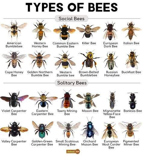 Bee Facts, Types, Diet, Reproduction, Classification, Pictures | Types ...