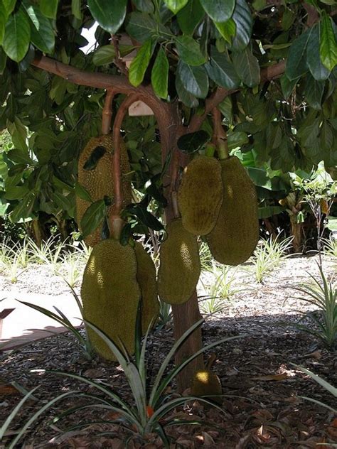 Jackfruit Varieties