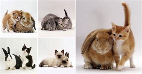 Kittens and their Matching Bunnies » TwistedSifter