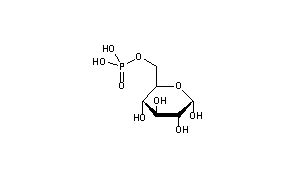 Glucose 6 Phosphate Structure