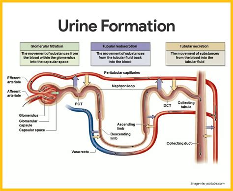 Way To Simplify Urine Formation Process Urine Analysis – Part 2 – Urine Formation, Urine Sample ...