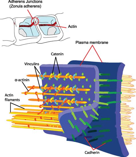 Cell Junctions | Boundless Anatomy and Physiology