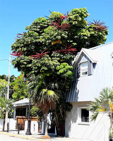 Octopus Tree Umbrella Tree Schefflera actinophylla 25 Seeds | Etsy