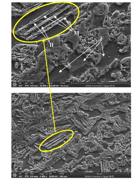 Microstructure of alloy 3 (21 min. holding at 450 °C) at different... | Download Scientific Diagram