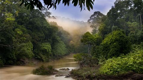 Borneo Wallpapers - Wallpaper Cave