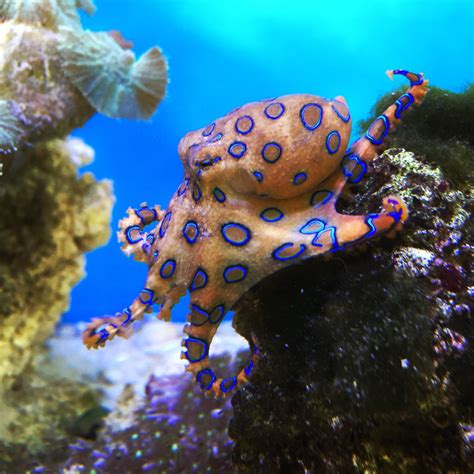 Blue ringed Octopus / Hapalochlaena Lunulata | REEF2REEF Saltwater and Reef Aquarium Forum