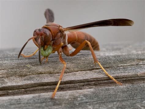 Florida Nature: Unidentified Vespidae (wasps, yellowjackets, hornets)