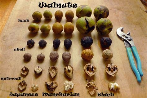 waltnut images - Google Search | Wild food foraging, Food, Foraged food