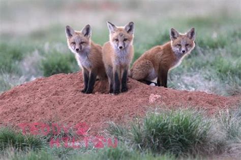 The 10 Most Endangered Fox Species | HubPages