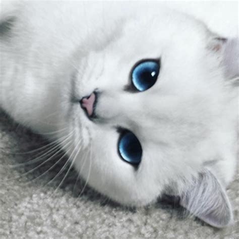 Cute White Cat Blue Eyes