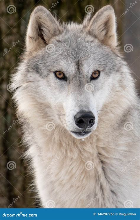 885 Wolf Front Face Photos - Free & Royalty-Free Stock Photos from Dreamstime