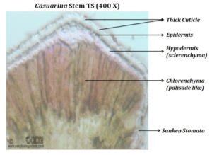 Ecological Adaptations of Xerophytes (PPT) | EasyBiologyClass