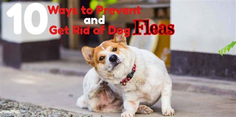 10 Ways to Prevent and Get Rid of Dog Fleas