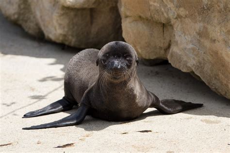 Three Sea Lion Pups Born In The Same Week at Dublin Zoo