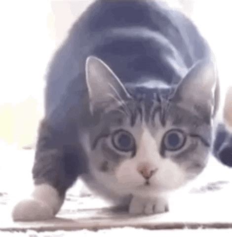 Cat Pounce GIFs - Get the best GIF on GIPHY