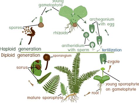 Fern Reproduction and Life Cycle