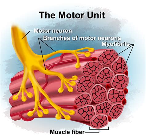 The Science of Motor Unit Recruitment Part 1 - Chad Waterbury