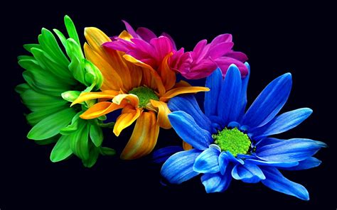 Colourful Flower Wallpapers - Wallpaper Cave