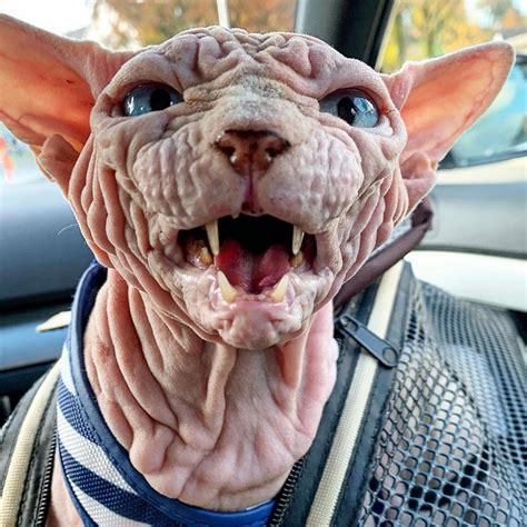 Xherdan The Sphynx Cat Becomes Internet's New Spirit Animal | HuffPost Weird News