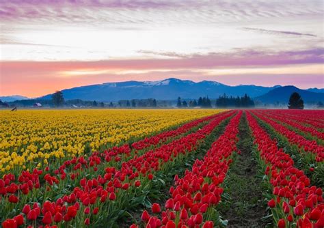 Tulip Festival 2024 Washington - Ricky Christal