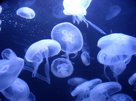 Animal Unique: Moon Jellyfish