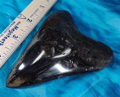 Large High Quality Polished Megalodon Shark Tooth · L1: 4.16 L2: 4.11 · MegaTeeth