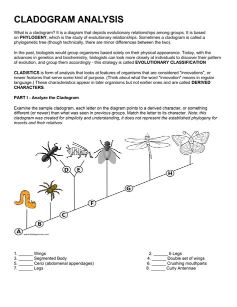 Cladogram Analysis Worksheet Pdf Answers - Thekidsworksheet