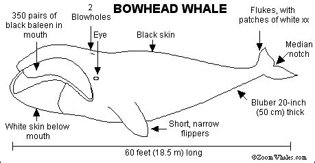 BOWHEAD WHALE