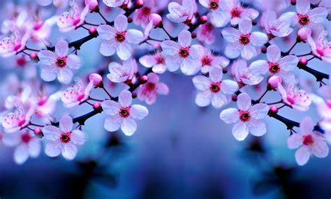 Cherry Blossom Desktop Backgrounds - Wallpaper Cave