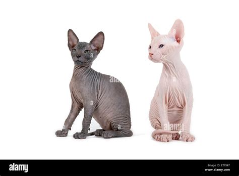 Two Don Sphynx kittens, 8 weeks, Black and Red Stock Photo - Alamy