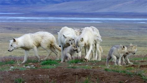 Arctic Wolf Pack Hunting