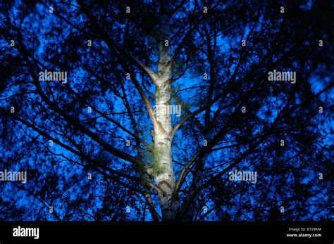 Silver birch tree Stock Photo - Alamy