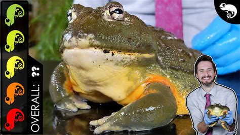 Pet Bullfrog - AMPHIPEDIA