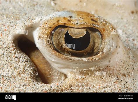 Eye of a Stingray ,Tropical Fish eyes , philippines ,Asia Stock Photo ...