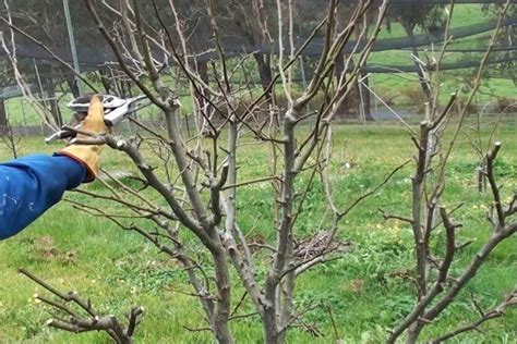 Pear Tree Pruning. Pear trees are best pruned in winter when they are dormant. There are several ...