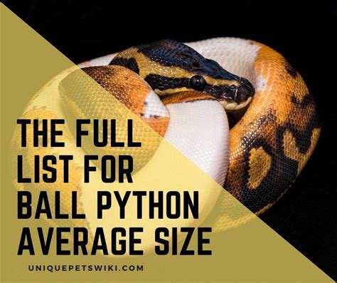 The Full List For Ball Python Average Size