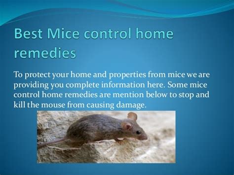 Best Mice control home remedies